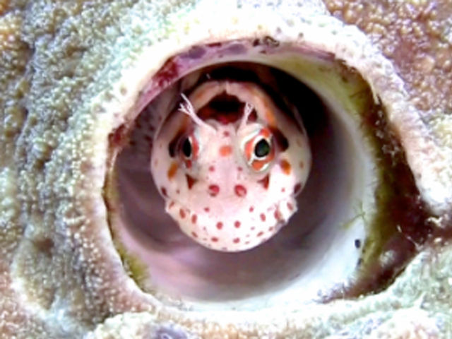 モンツキカエルウオ Red Spotted Blenny 水中 ダイビング 動画 ビデオ作品 と なんやかんや By Mizusita Scubadiving モンツキカエルウオ Red Spotted Blenny 水中 ダイビング 動画 ビデオ作品 と なんやかんや By Mizusita Scubadiving