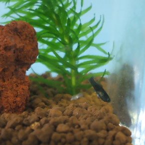 魚の赤ちゃんを育てよう 熱帯魚やマリモなどの癒し雑貨 ミズックス
