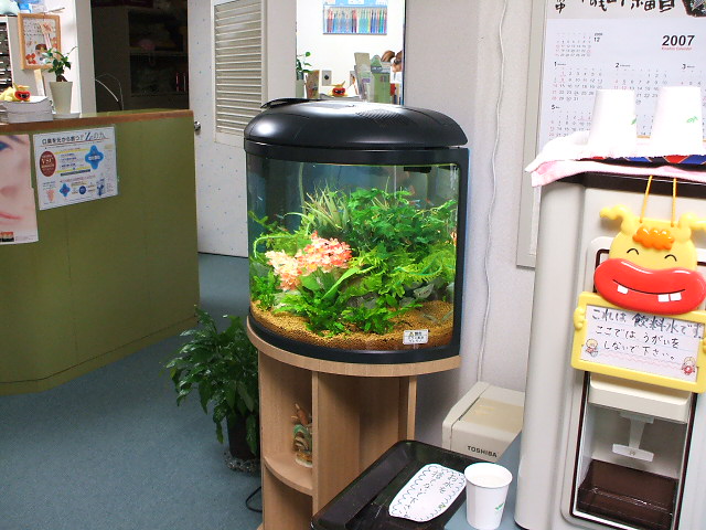 半円水槽 熱帯魚やマリモなどの癒し雑貨 ミズックス