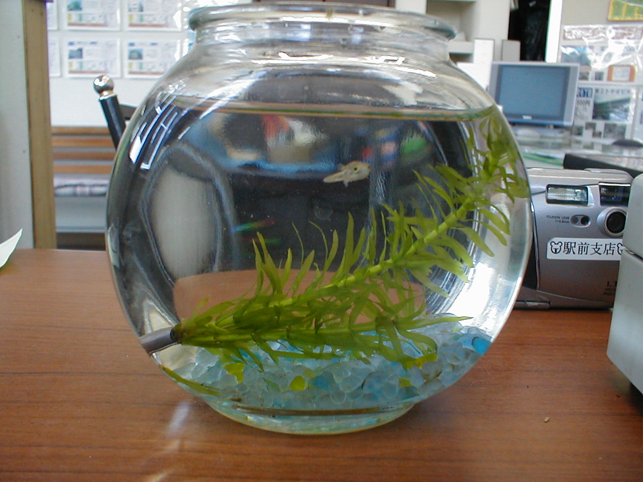 友人のふぐ太郎 熱帯魚やマリモなどの癒し雑貨 ミズックス