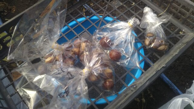 ポポー 岡山1号 傍士 高見の種まき 三輪建設の レールバスの街から