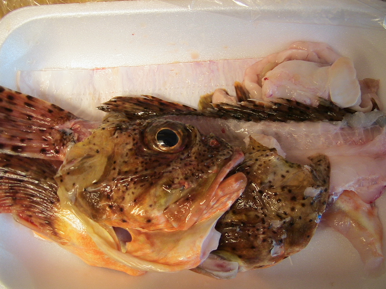 高級魚 オコゼを食す Viva Ny