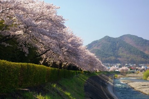 sakura