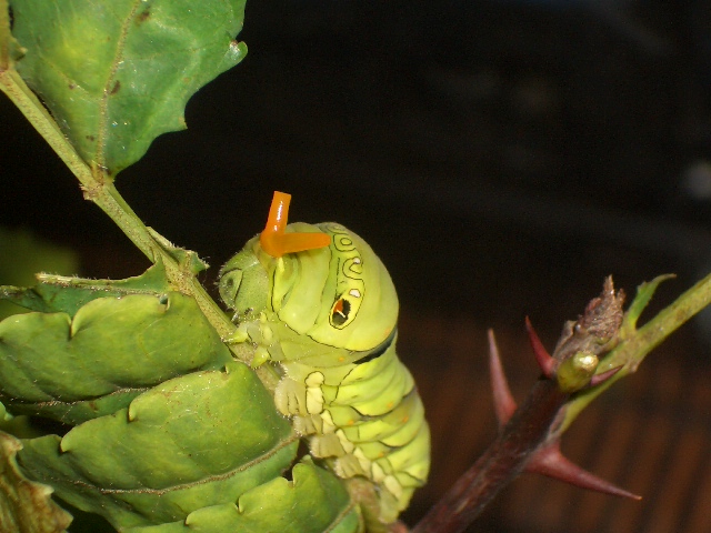 アゲハの敵撃退法 Junkoさんの庭