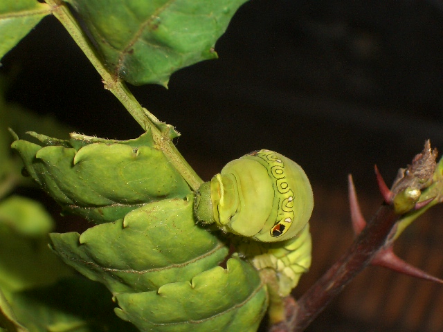 アゲハの敵撃退法 Junkoさんの庭