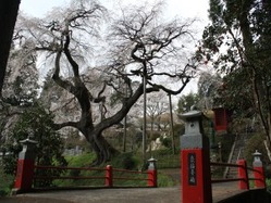 泉福寺・桜(小)