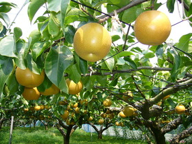 800px-Pear-tree,katori-city,japan