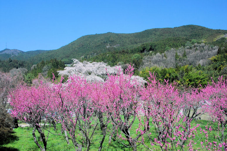 https://livedoor.blogimg.jp/mk2kpfb/imgs/1/6/16861e1c.jpg