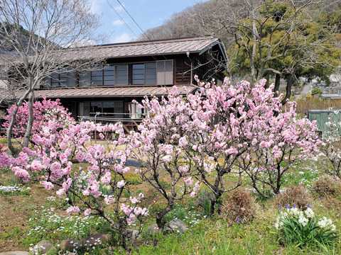 写真11