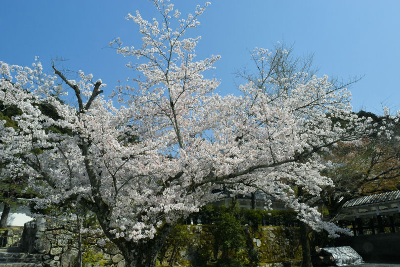 イメージ 6