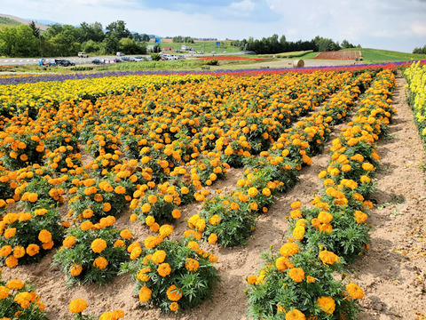 写真11