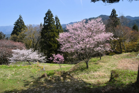 写真1