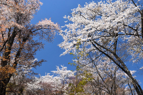 写真9