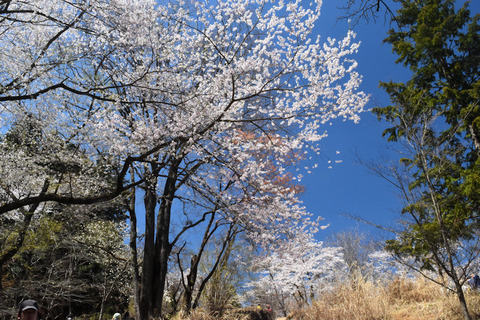 写真6