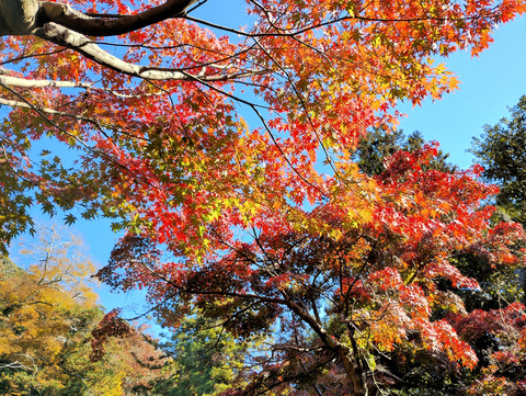 写真11