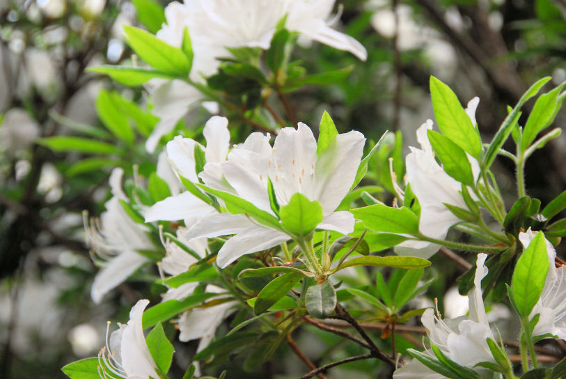 https://livedoor.blogimg.jp/mk2kpfb/imgs/7/2/72407680.jpg