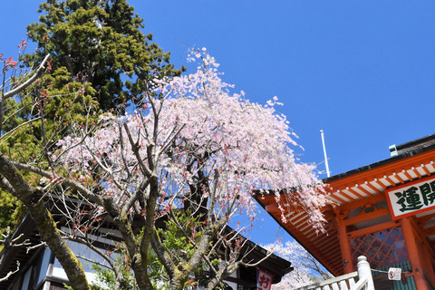 写真1