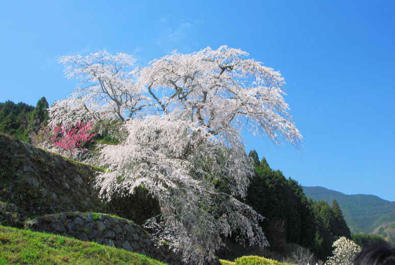 https://livedoor.blogimg.jp/mk2kpfb/imgs/8/9/890310a0.jpg