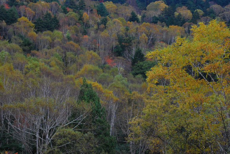 志賀高原の紅葉を見る もりつちの徒然なるままに 志賀高原の紅葉を見る もりつちの徒然なるままに