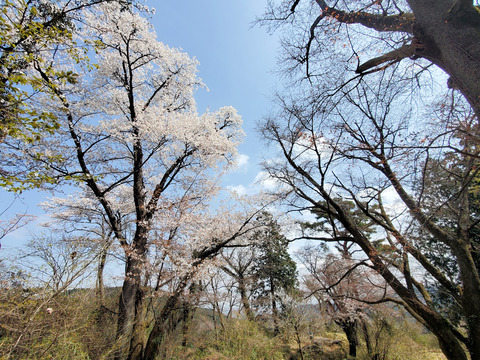 写真10