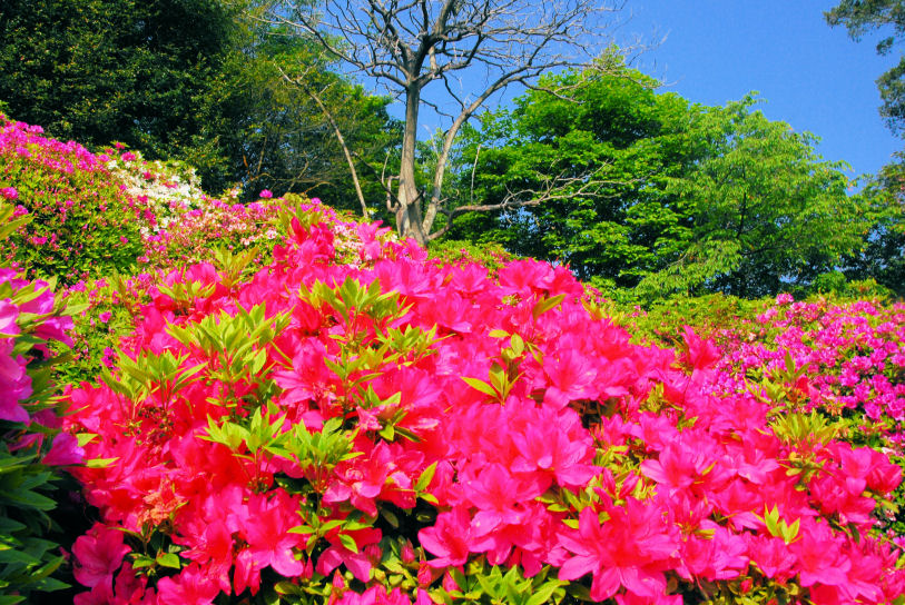 https://livedoor.blogimg.jp/mk2kpfb/imgs/a/d/ad6845ec.jpg