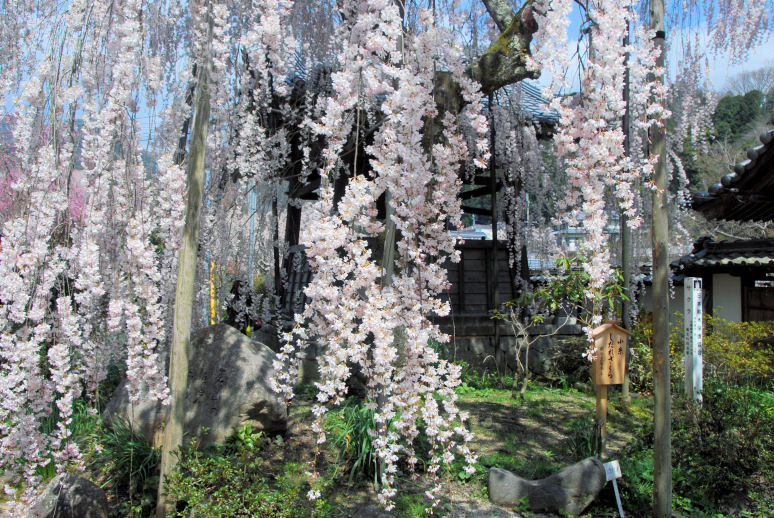 https://livedoor.blogimg.jp/mk2kpfb/imgs/a/f/affe0203.jpg