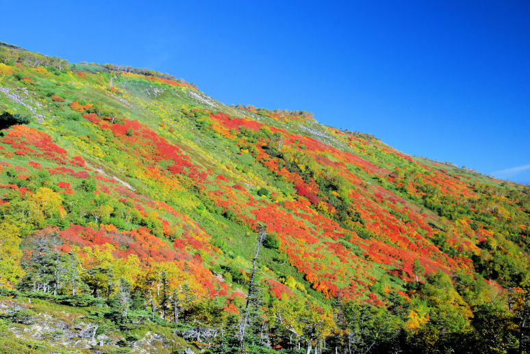 大雪山系赤岳で快晴の紅葉を見る 1 もりつちの徒然なるままに