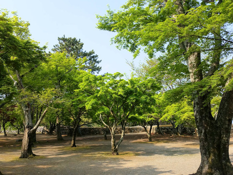 写真7