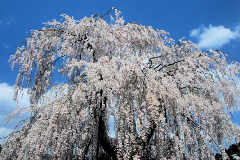 https://livedoor.blogimg.jp/mk2kpfb/imgs/f/0/f0f2f0a2.jpg
