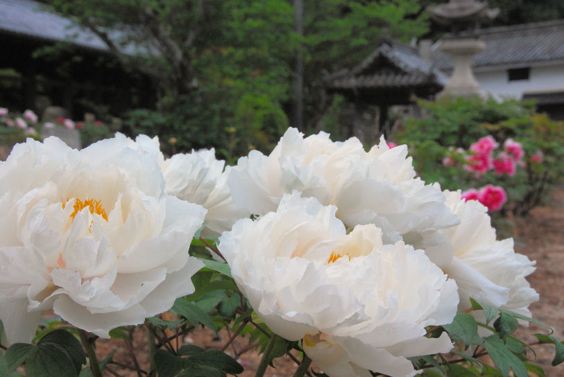 https://livedoor.blogimg.jp/mk2kpfb/imgs/f/4/f495ae2e.jpg