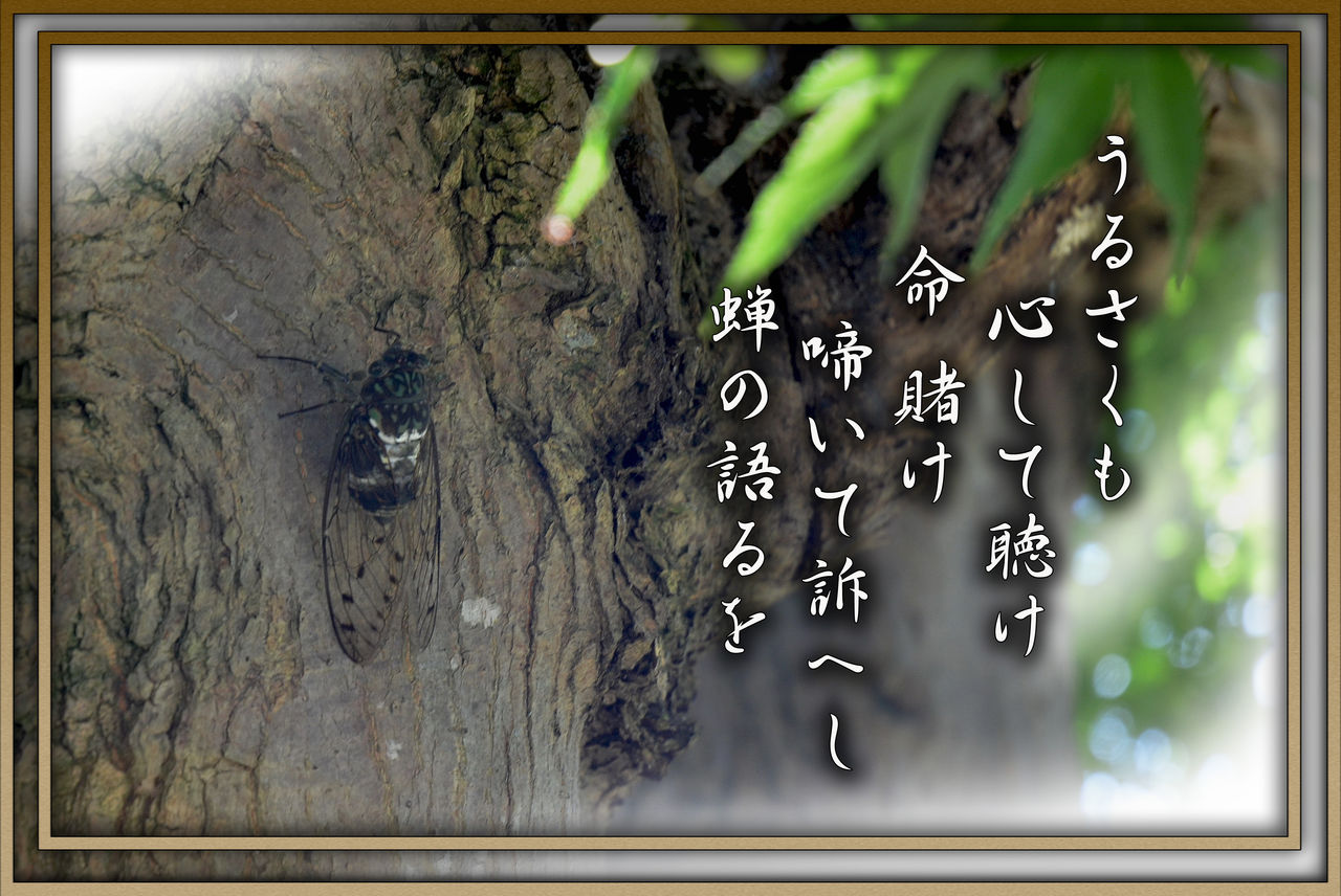 蝉 軽井沢で短歌と写真と
