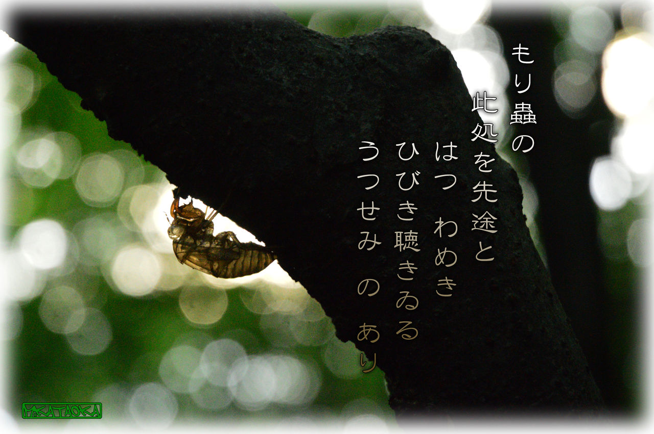 蝉 噪 せんそう 軽井沢で短歌と写真と
