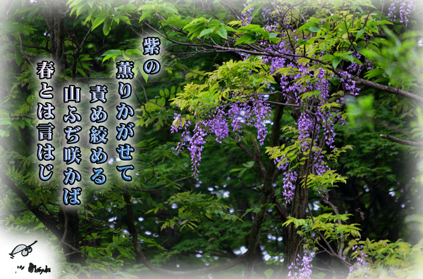 やま藤の花 軽井沢で短歌と写真と