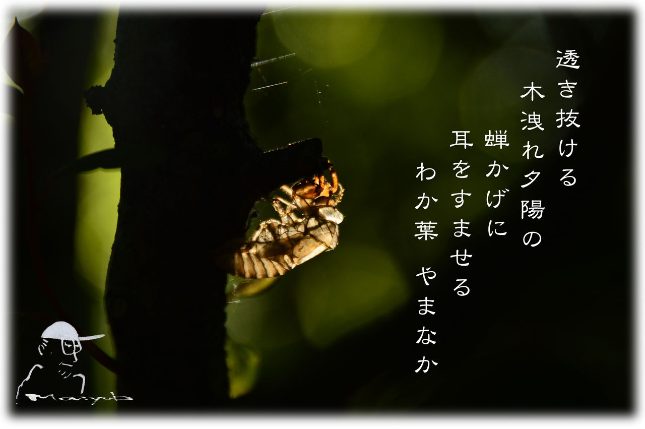 蝉の殻 軽井沢で短歌と写真と
