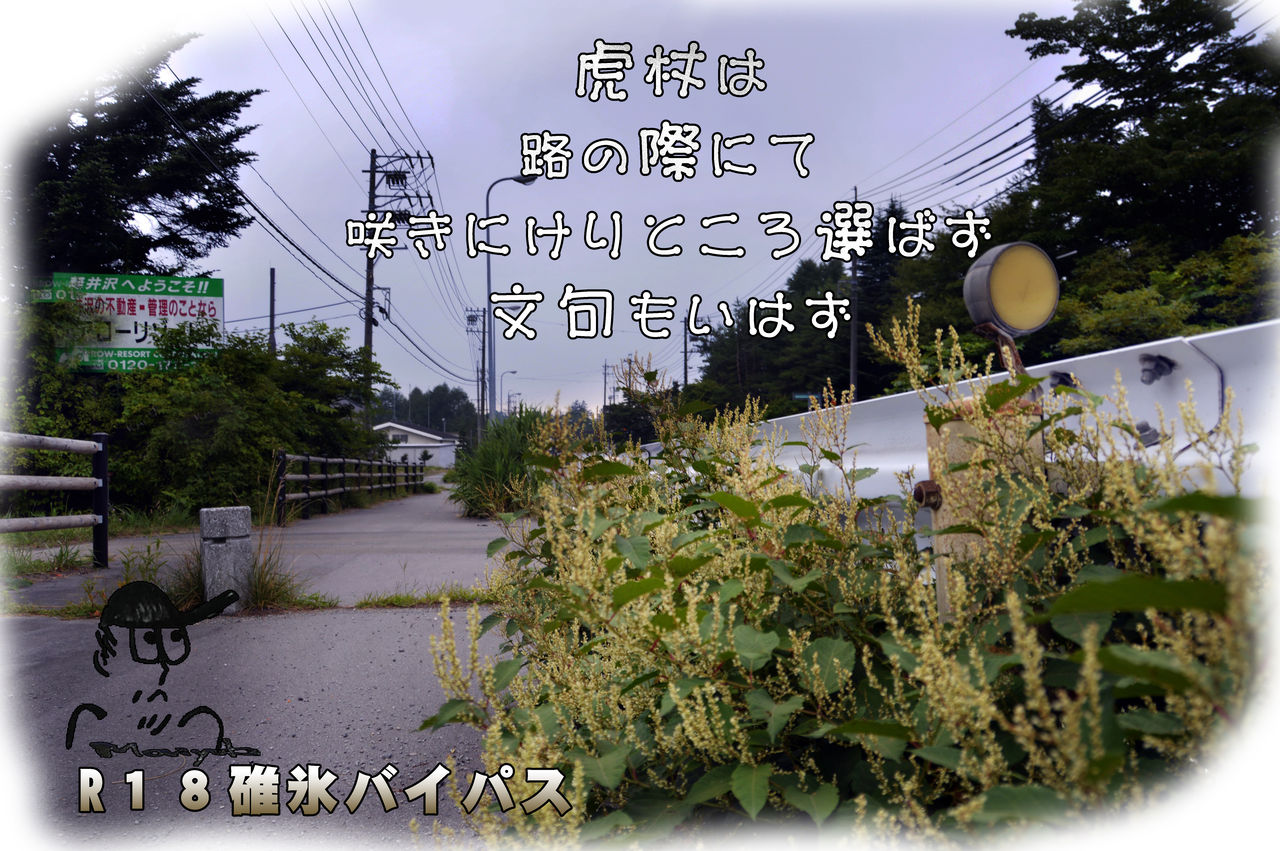 いたどり 軽井沢で短歌と写真と いたどり 軽井沢で短歌と写真と