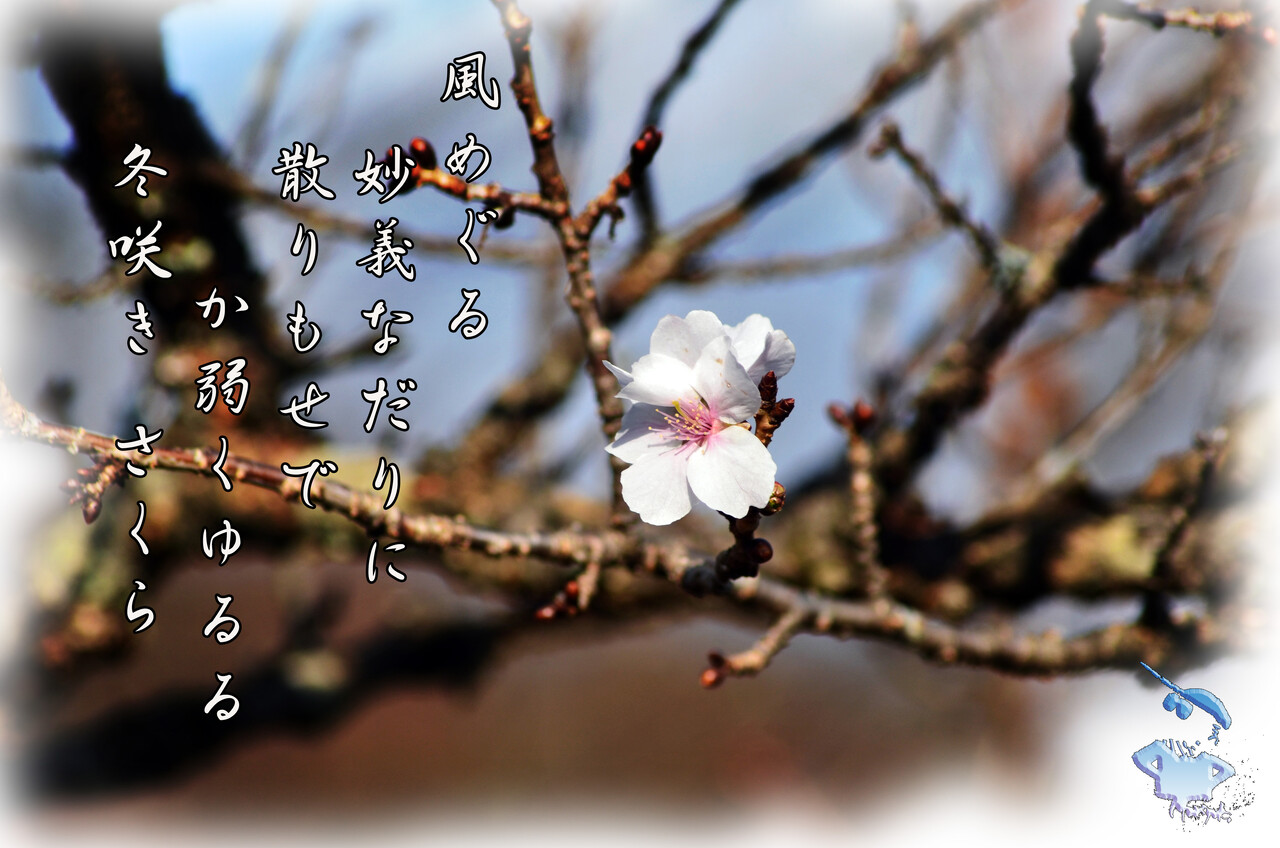 妙義の冬桜 軽井沢で短歌と写真と