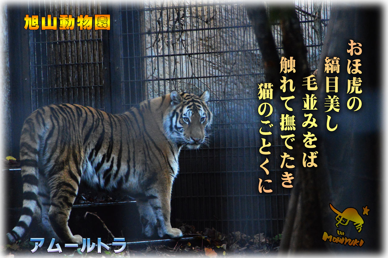旭山動物園 大好きな虎 アムールトラ 軽井沢で短歌と写真と 旭山動物園 大好きな虎 アムールトラ 軽井沢で短歌と写真と