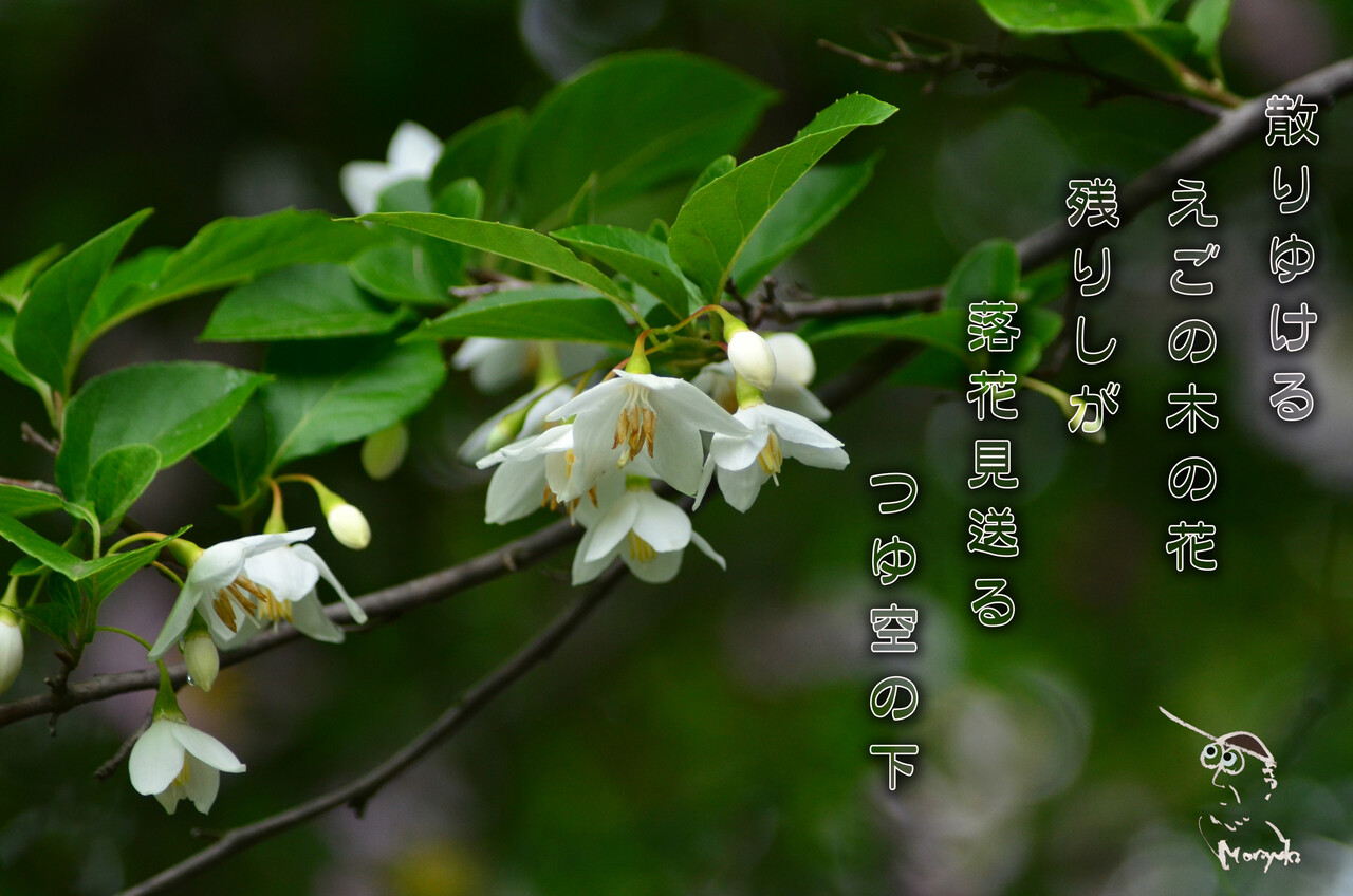 エゴの木の花 軽井沢で短歌と写真と