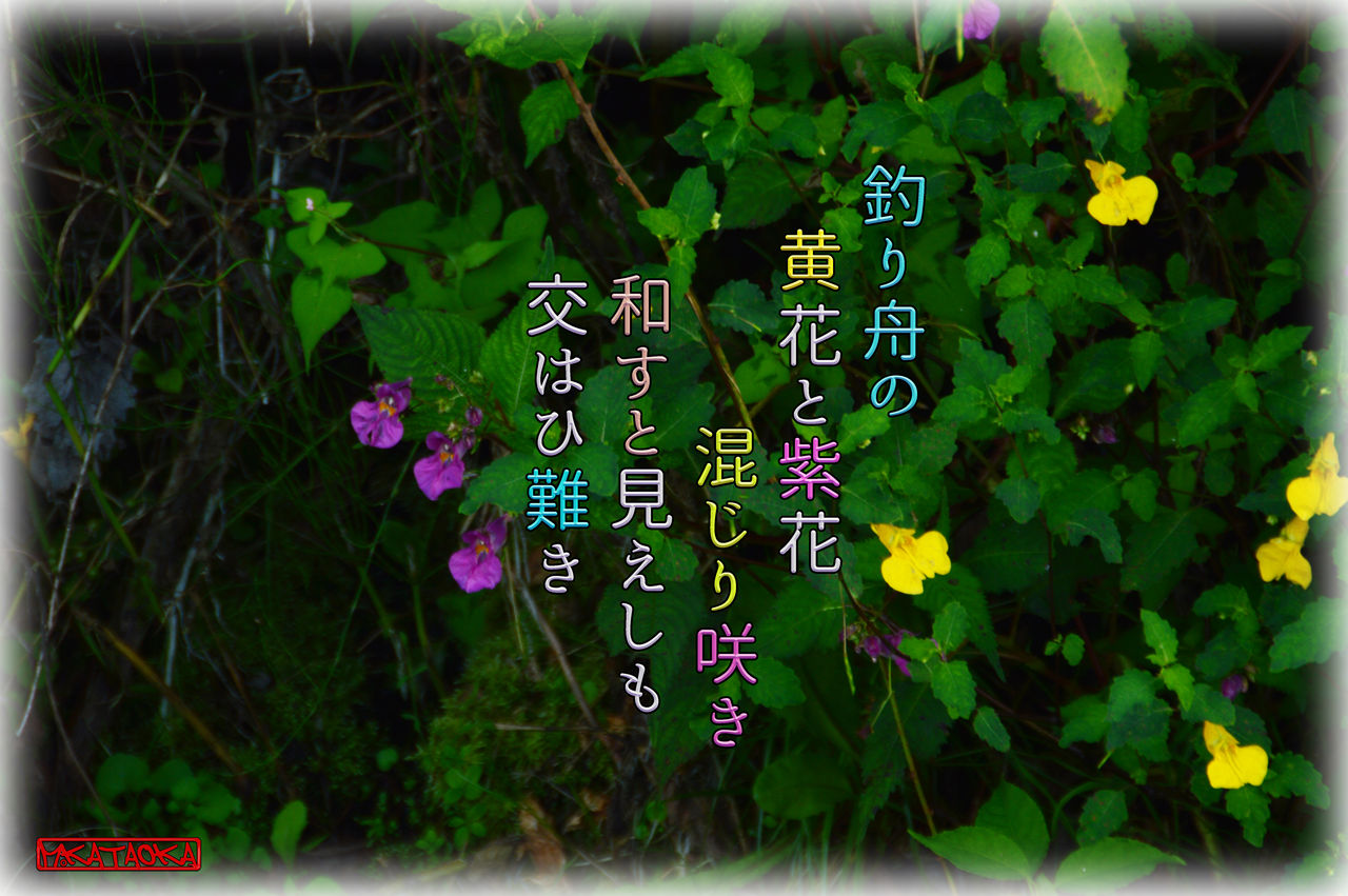 釣り舟草の黄色と紫 軽井沢で短歌と写真と 釣り舟草の黄色と紫 軽井沢で短歌と写真と