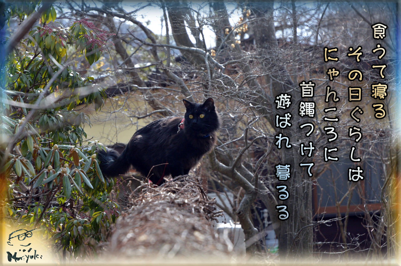 その日暮らし 軽井沢で短歌と写真と その日暮らし 軽井沢で短歌と写真と
