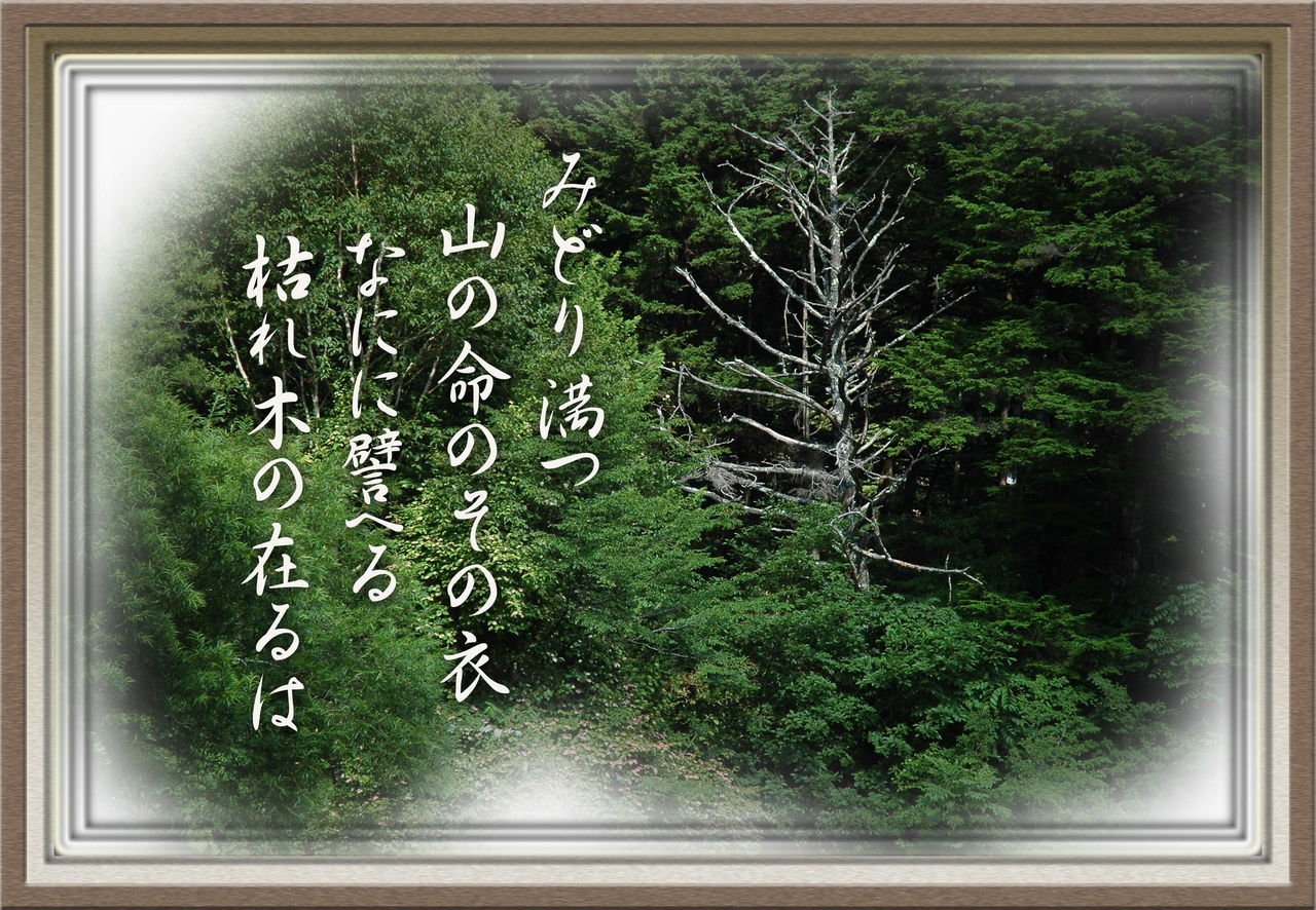 枯れ木 2 軽井沢で短歌と写真と 枯れ木 2 軽井沢で短歌と写真と