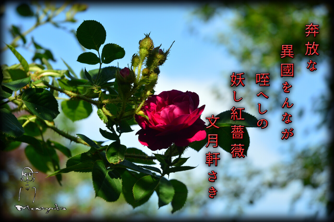 真紅の薔薇 軽井沢で短歌と写真と