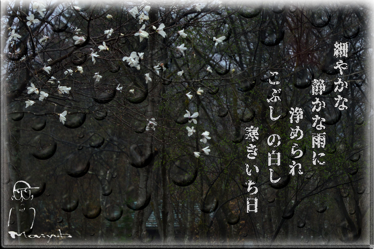 春の雨雨雨 軽井沢で短歌と写真と 春の雨雨雨 軽井沢で短歌と写真と