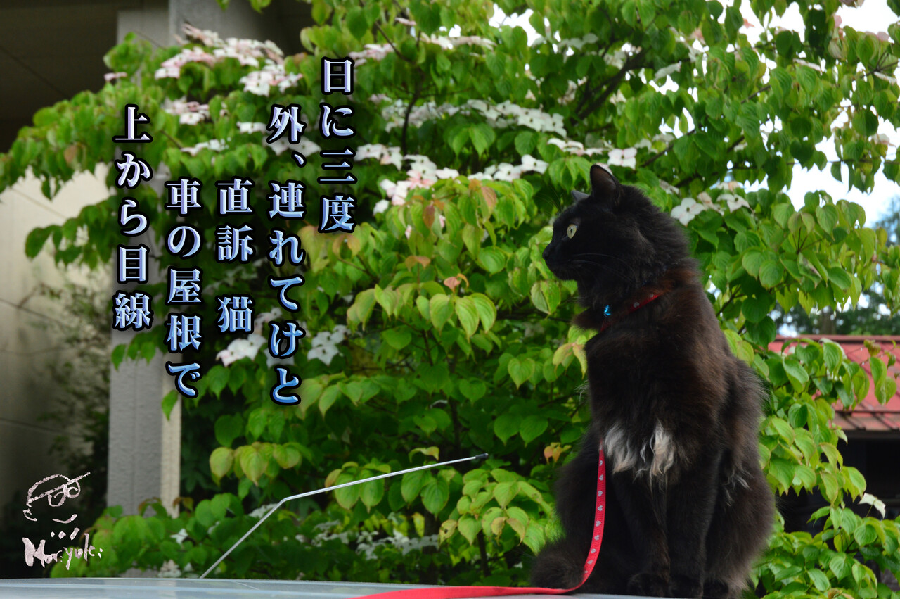 雨の合間にネコは 軽井沢で短歌と写真と