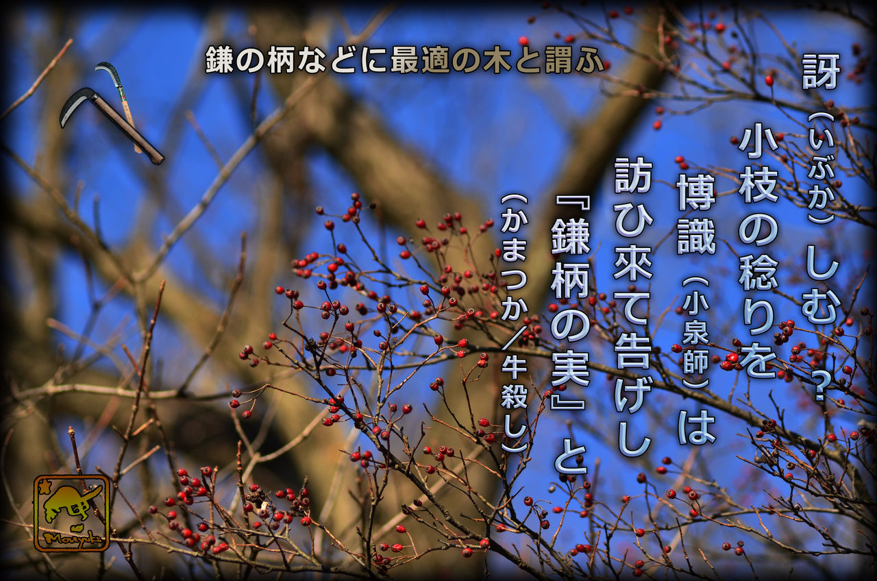 かまつか の実 軽井沢で短歌と写真と かまつか の実 軽井沢で短歌と写真と