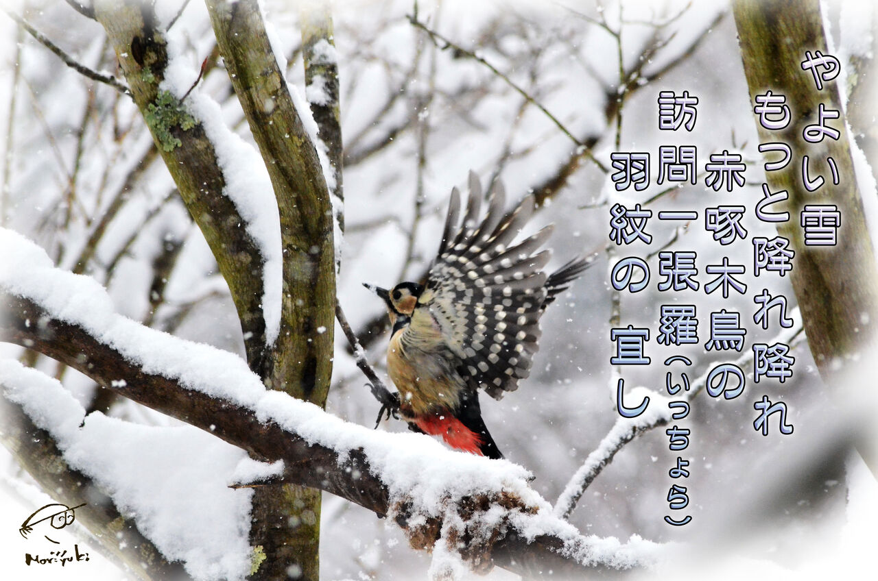 赤啄木鳥 羽ばたく 軽井沢で短歌と写真と