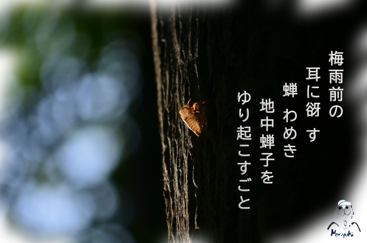 朝蝉に 咎められたり 吾が寝坊 軽井沢で短歌と写真と