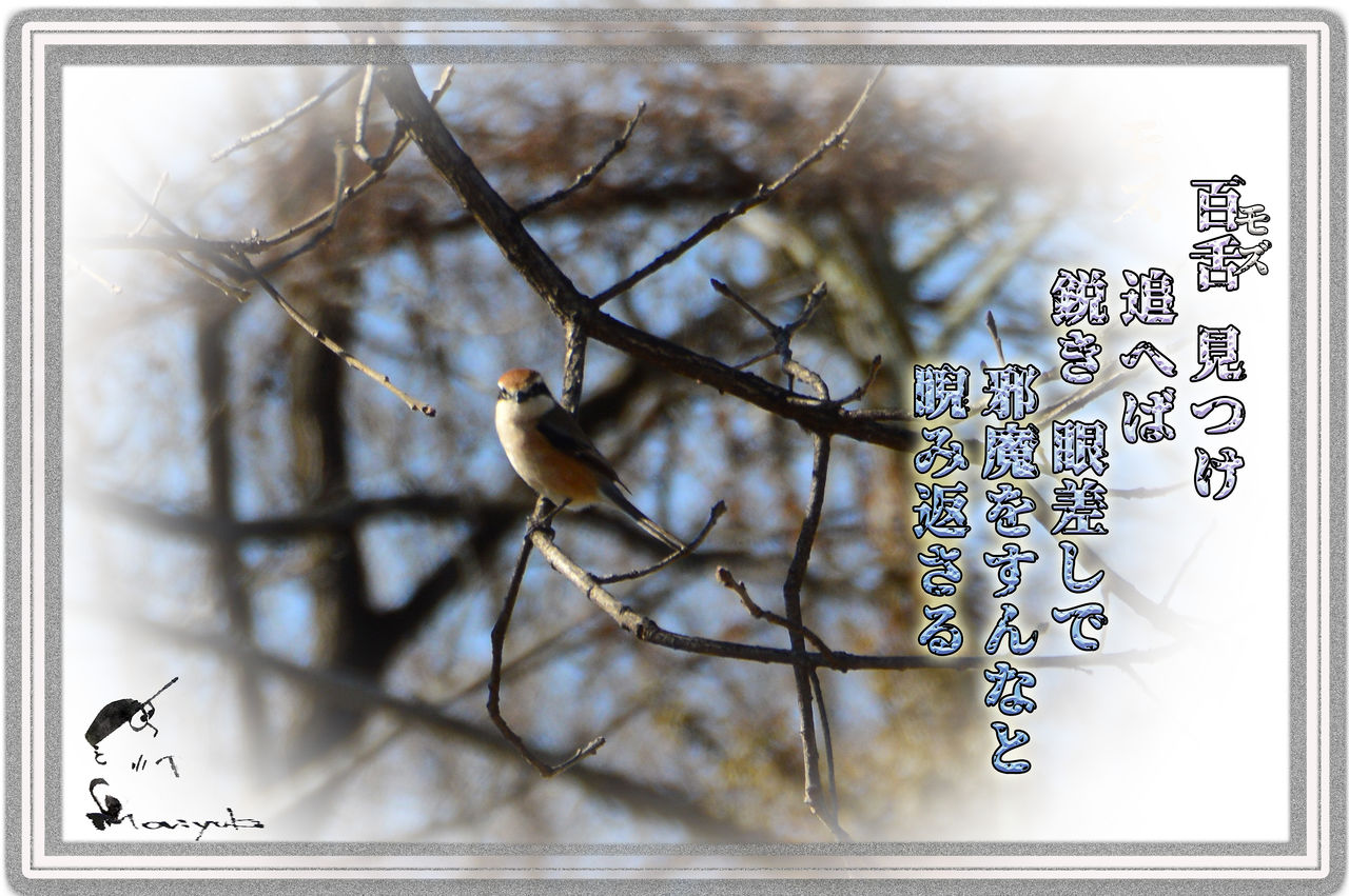 百舌鳥 軽井沢で短歌と写真と