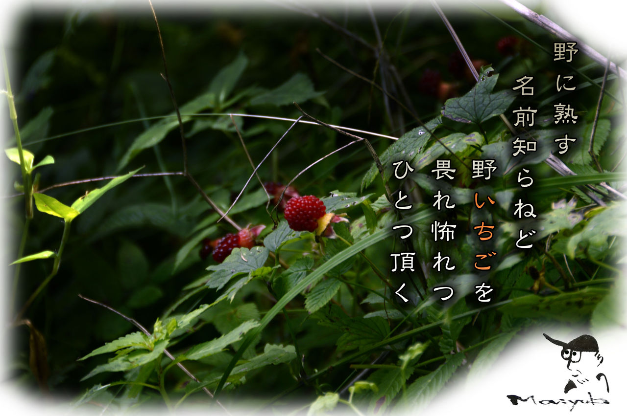 野いちご 軽井沢で短歌と写真と
