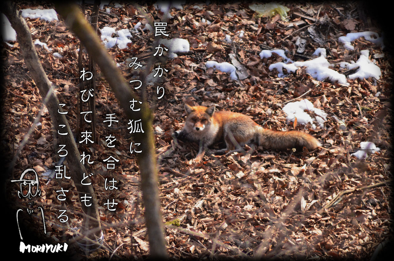 罠にかかったキツネ 軽井沢で短歌と写真と 罠にかかったキツネ 軽井沢で短歌と写真と